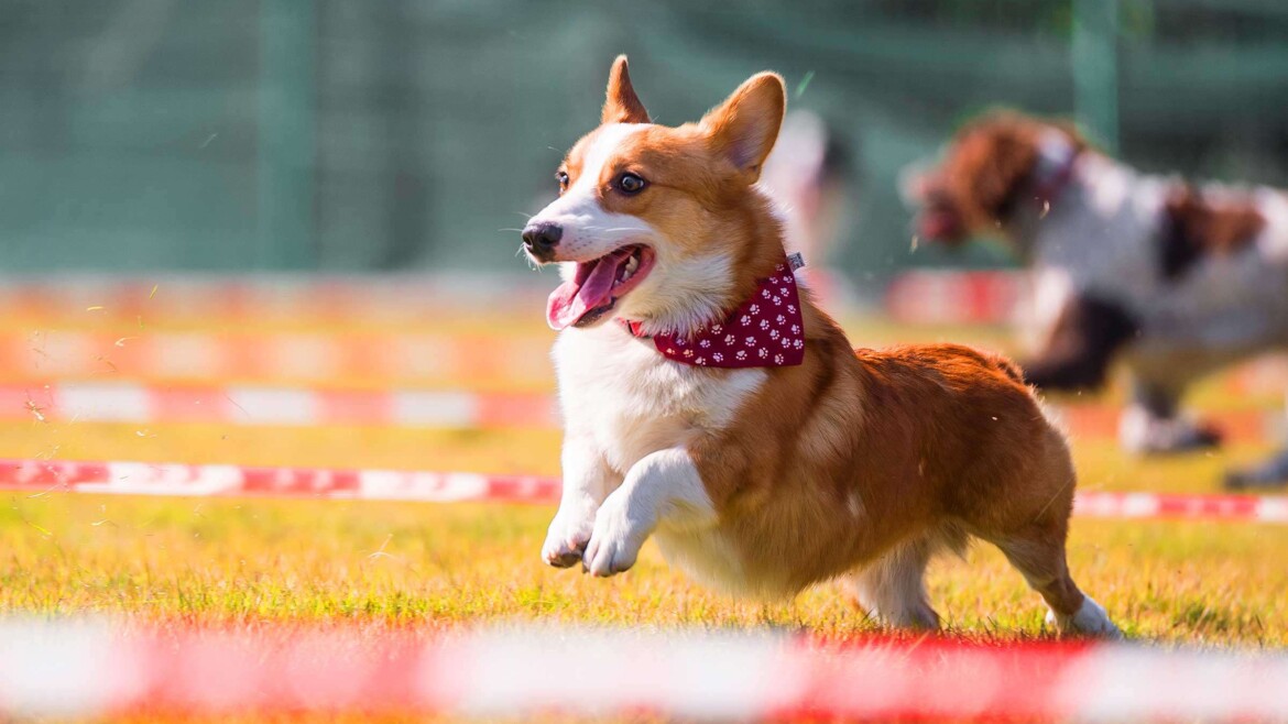 AKC National Agility Championship Winning